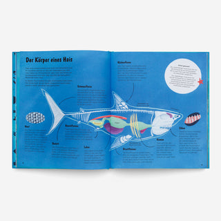 The World of Sharks