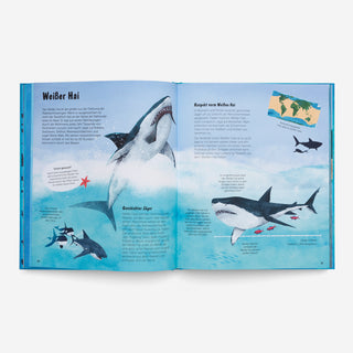 The World of Sharks